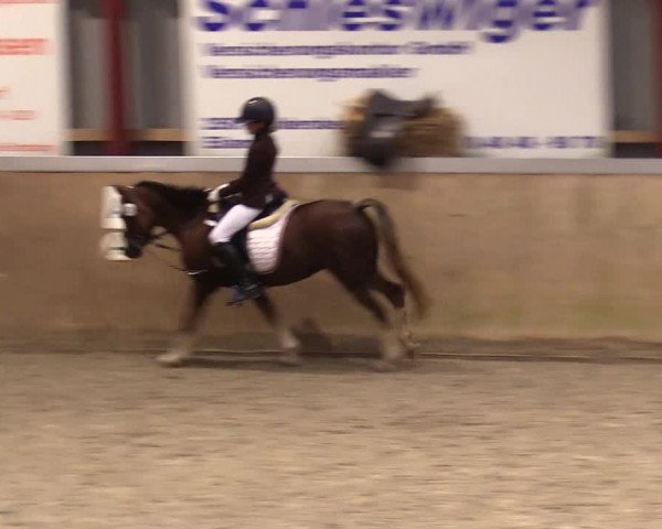 Reitturnier Behrendorf 2023