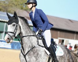 Springpferd Elischewa (KWPN (Niederländisches Warmblut), 2018, von Especial)