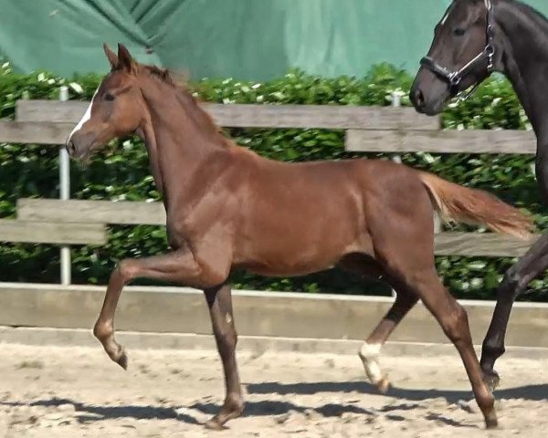 Pferd Hengst von Opoque / Sir Donnerhall I (Oldenburger, 2023, von Opoque)