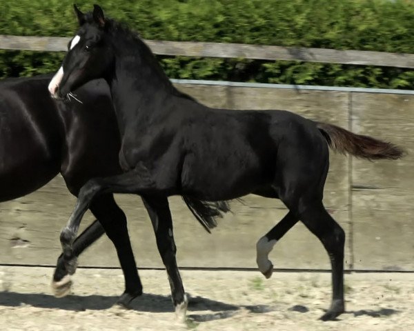 Pferd Hengst von Feliciano / Totilas (Oldenburger, 2023, von Feliciano)