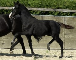 Pferd Hengst von Feliciano / Totilas (Oldenburger, 2023, von Feliciano)