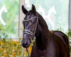 Deckhengst Global Beat (Hannoveraner, 2020, von Global Player OLD)