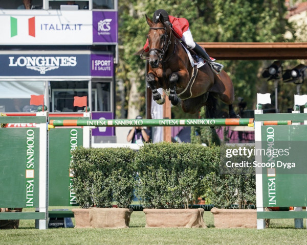 jumper Gamin van't Naastveldhof (Belgian Warmblood, 2012, from Chacco Chacco) jumper Gamin van't Naastveldhof (Belgian Warmblood, 2012, from Chacco Chacco)