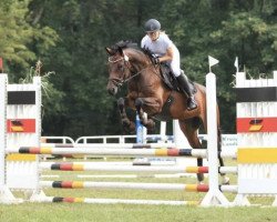 Springpferd Coco Chanel 307 (Deutsches Sportpferd, 2016, von Corrado Boy)