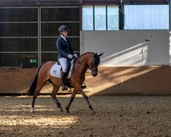 dressage horse Little DJ (Welsh, 2013, from Brouwershaven Diamond Hit)