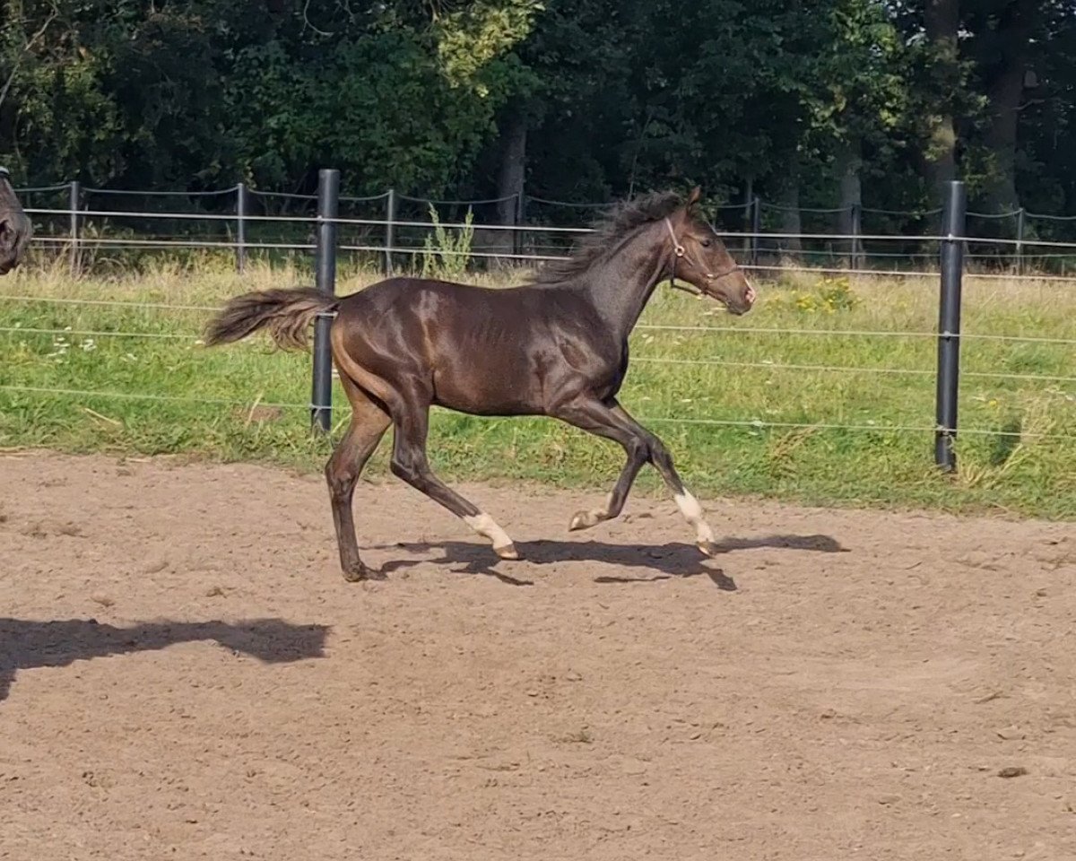 horse Conrad's Liebe B (Westphalian, 2023, from Chubakko)