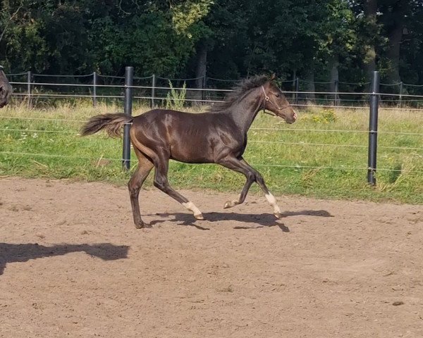 horse Conrad's Liebe B (Westphalian, 2023, from Chubakko)