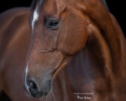 jumper Casallino 12 (Holsteiner, 2017, from Casall Ask)