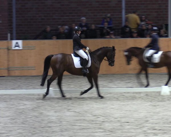 Reitturnier Güstrow/Cavallo Arena 2023
