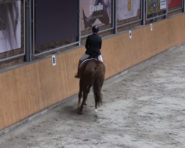 Reitturnier Güstrow/Cavallo Arena 2023