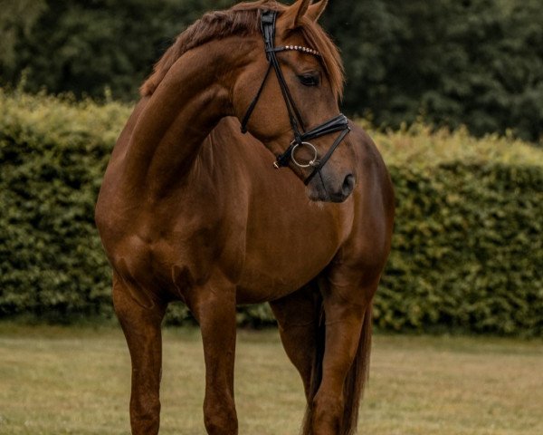 dressage horse Let's Dance 114 (Westphalian, 2019, from Le Vivaldi)
