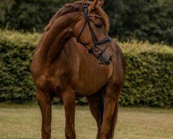 Dressurpferd Let's Dance 114 (Westfale, 2019, von Le Vivaldi)