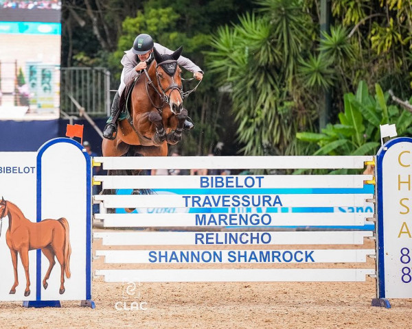 jumper Hst Charlene Imperio Egipcio (Brazilian horse, 2012, from Chester Z) jumper Hst Charlene Imperio Egipcio (Brazilian horse, 2012, from Chester Z)