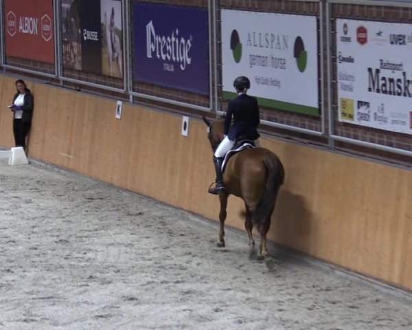 Reitturnier Güstrow/Cavallo Arena 2023