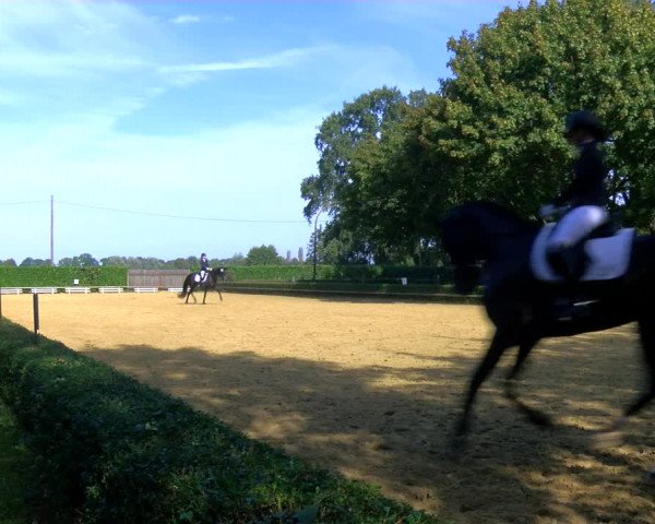 Reitturnier Bottrop-Kirchhellen 2023