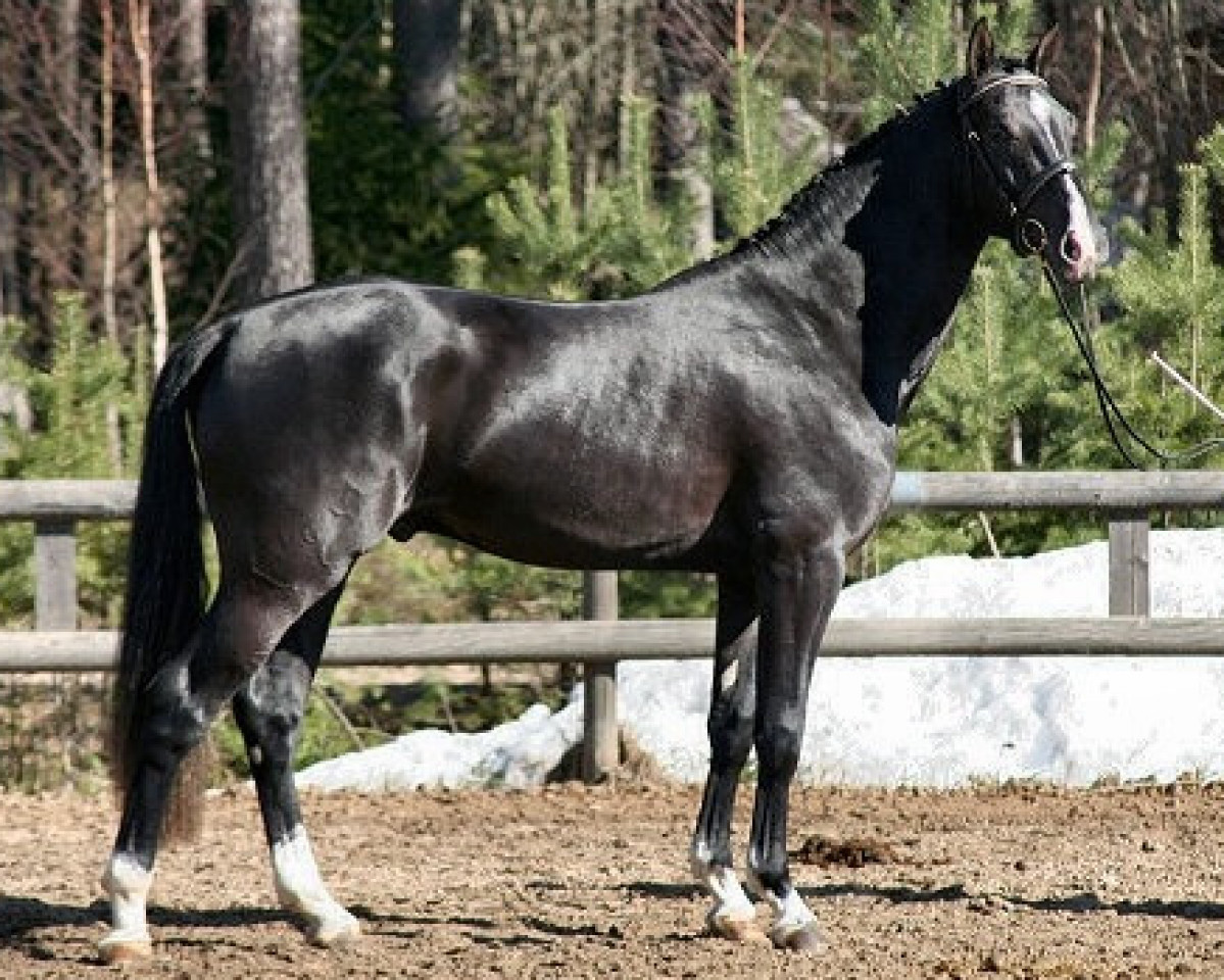 jumper Quali Quanti 131 FIN (Holsteiner, 2006, from Quidam de Revel)