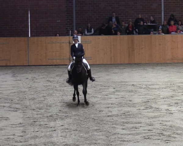 Reitturnier Güstrow/Cavallo Arena 2023