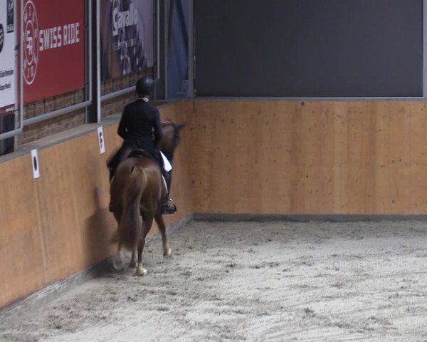 Reitturnier Güstrow/Cavallo Arena 2023