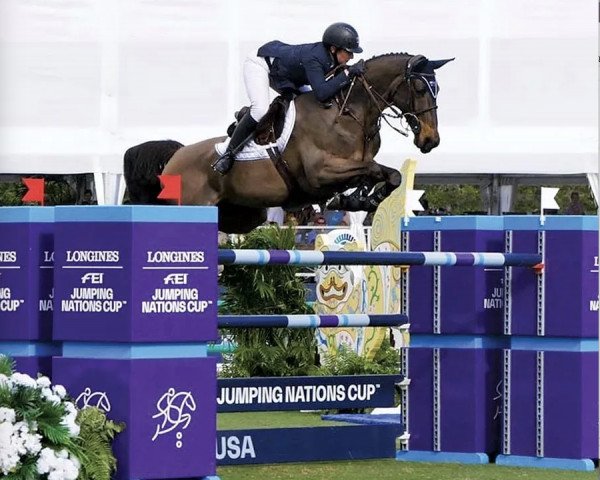 Zuchtstute Mom's Coleraine des Bergeries (Belgium Sporthorse, 2008, von Canturo)