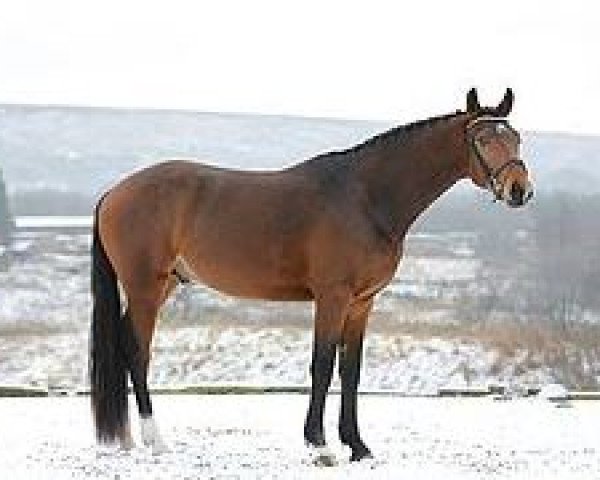 Pferd Casanova LDS (Hannoveraner, 2012, von Contendros Bube)