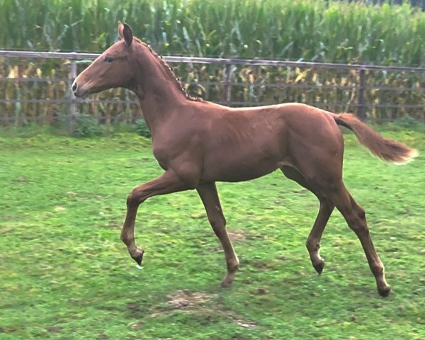 horse Eberhofer Franz (Oldenburg, 2023, from Erdinger)