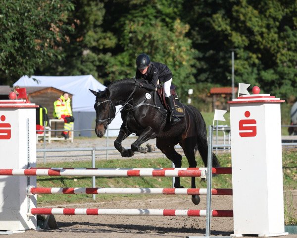 jumper Via Vai (Oldenburg show jumper, 2015, from Albführen's Vivaldi van de Kampel)