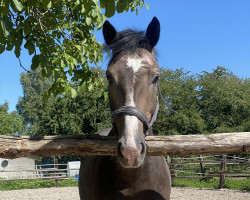 jumper Zantano Blue 3 (Oldenburg show jumper, 2019, from Zirocco Blue)