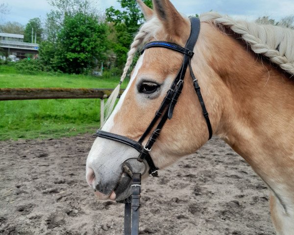 broodmare Winja (Haflinger, 2009, from Wunderknabe)