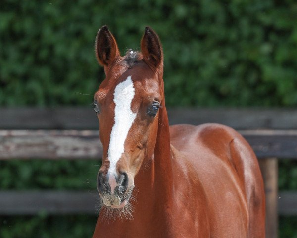 horse Stute von Coeur Rouge / Toulouse (Oldenburg show jumper, 2023, from Coeur Rouge)