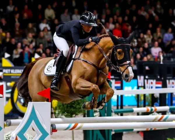 jumper Kamiel van het Langwater (Belgian Warmblood, 2010, from Wiensender)