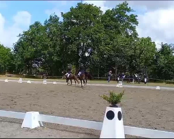 Reitturnier Westerende/Großheide 2023