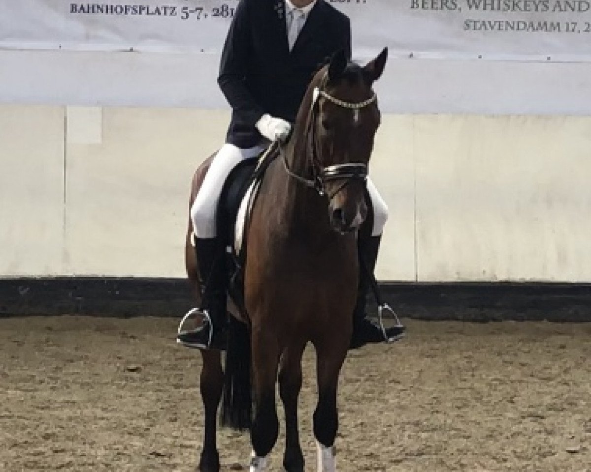 Cavallo da Dressage Sentiment d'amour (Oldenburger, 2008, di Serano Gold)