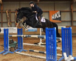jumper Dias Angel (Hanoverian, 2015, from Diacontinus)