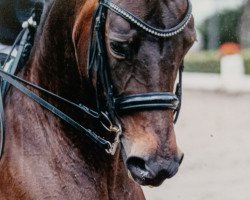 dressage horse Hybris Firfod (German Sport Horse, 2012, from Angrib Firfod)