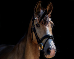 jumper Königshof's Moneymaker (German Riding Pony, 2016, from Schierensees Mystic Cream)