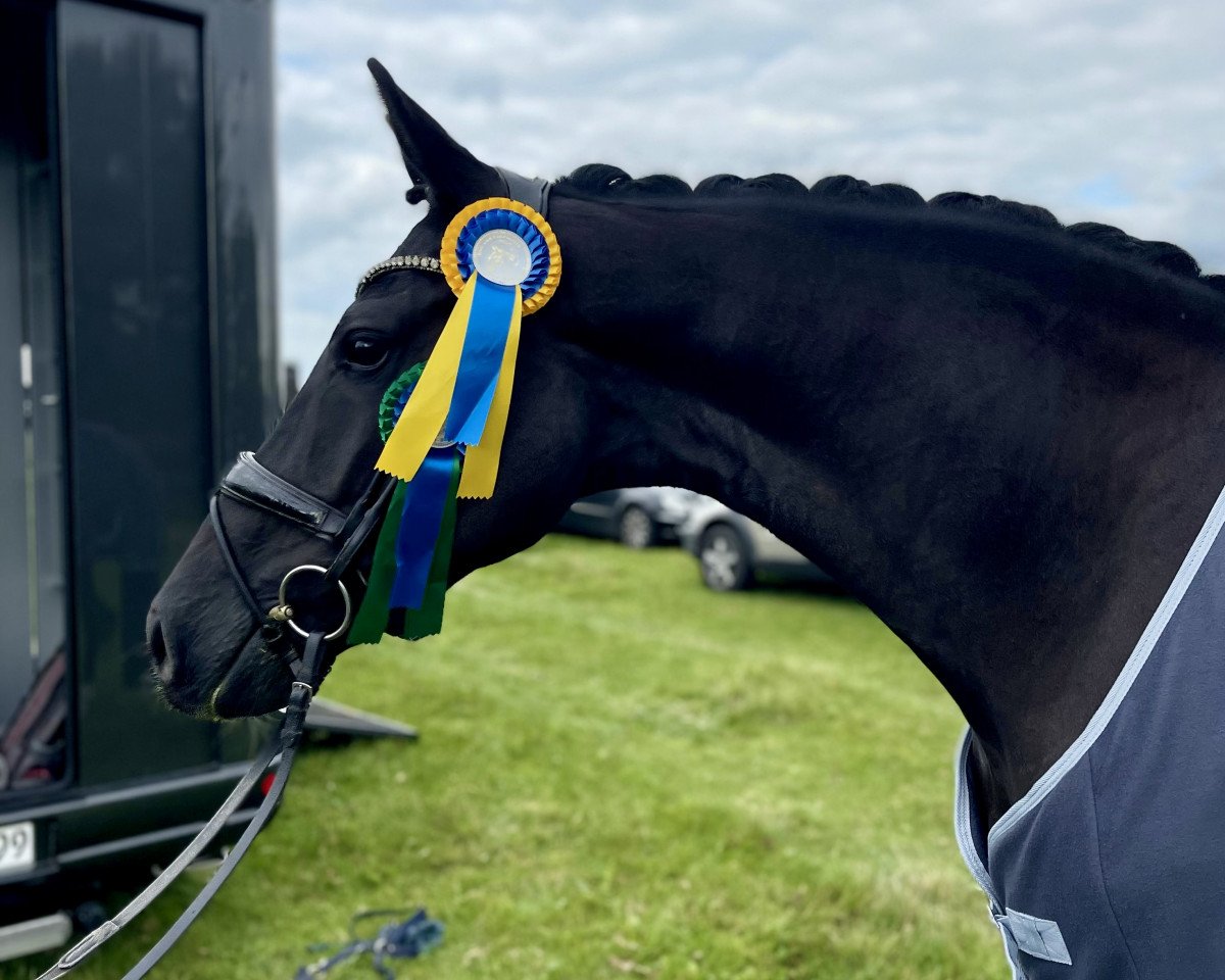 dressage horse Dimagico W (Oldenburg, 2019, from De Niro Gold 3)