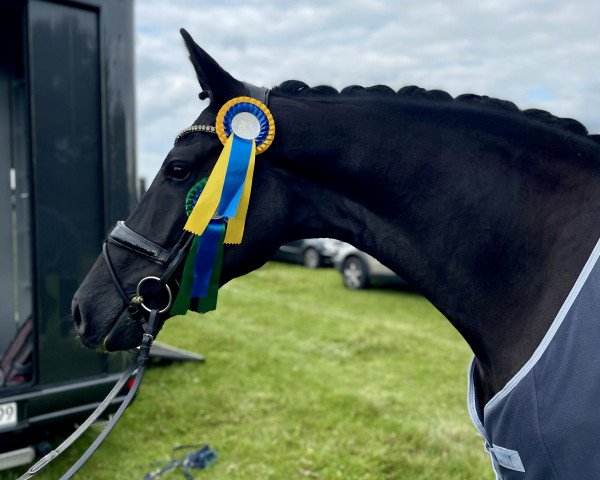 dressage horse Dimagico W (Oldenburg, 2019, from De Niro Gold 3)