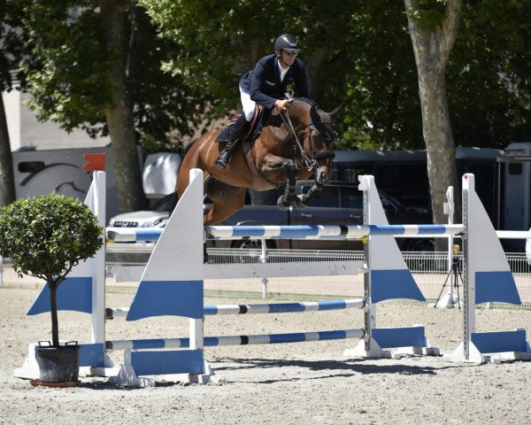 jumper Escort de Mons (Selle Français, 2014, from Air Jordan Z)