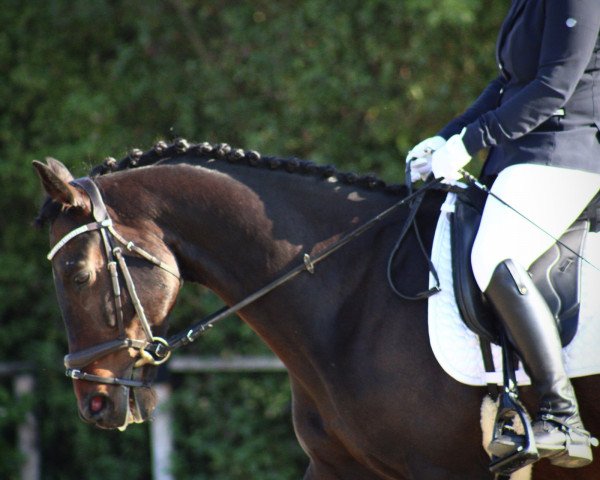horse Diamant -B (Westphalian, 2018, from Real Diamond's Universe)