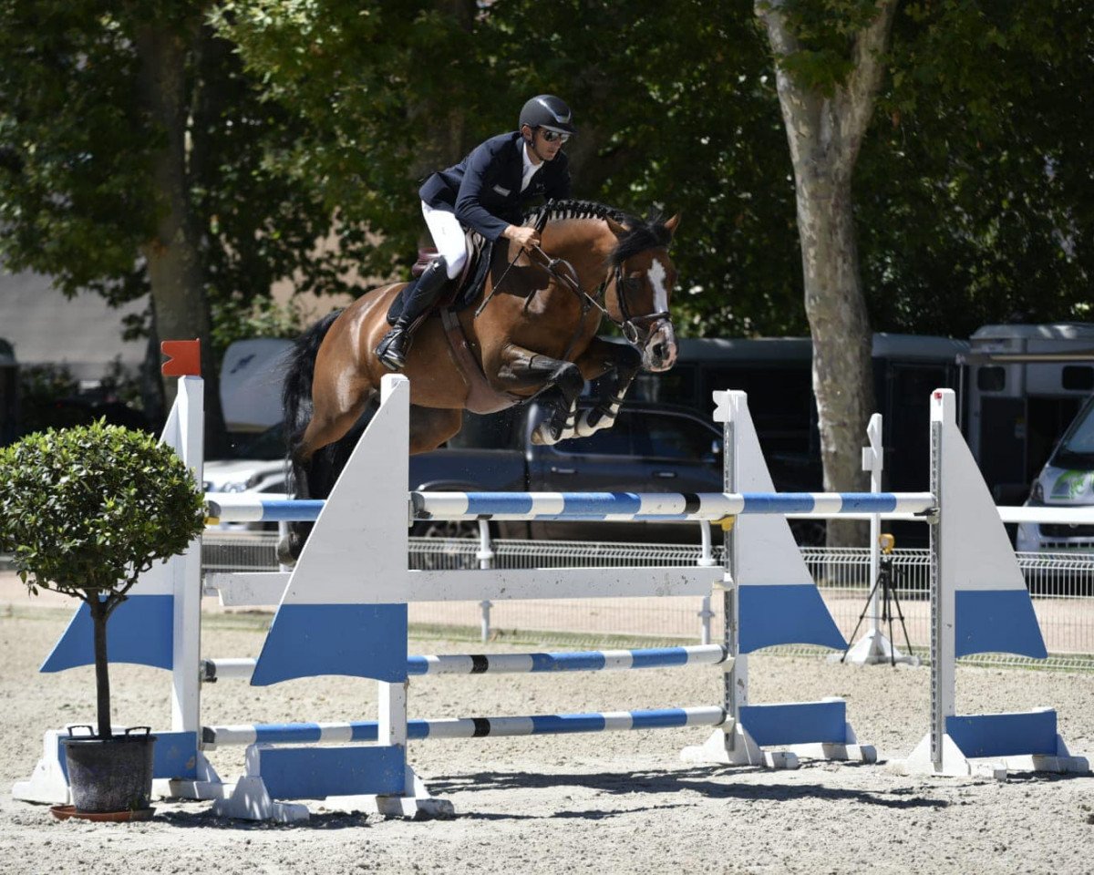 Cavallo da salto Elixir du Bary (Selle Français, 2014, di Salto de l'Isle)