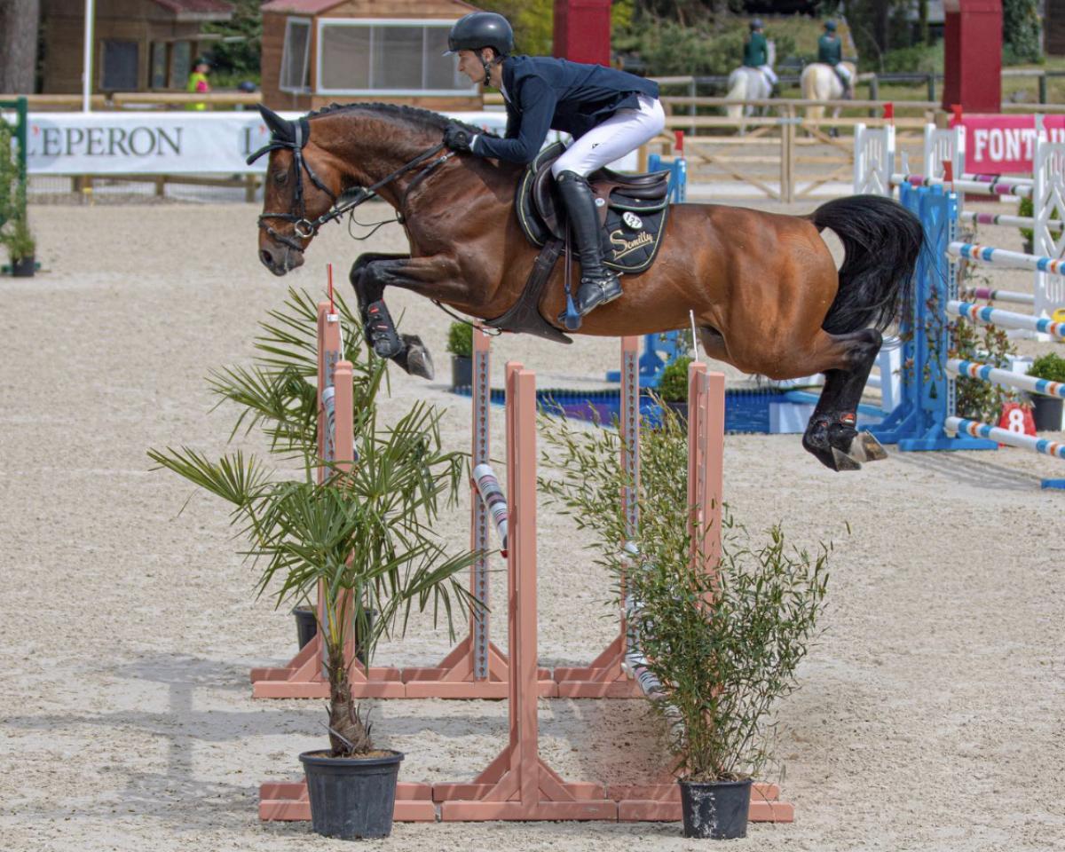 Deckhengst Artiste de L'Abbaye (Selle Français, 2010, von Quaprice Z)