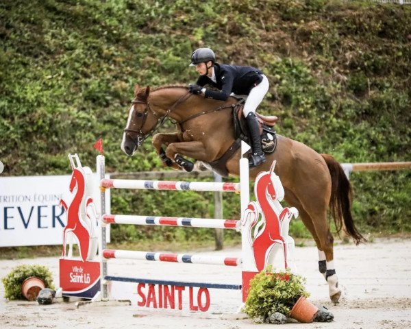 jumper Djeddah Semilly (Selle Français, 2013, from Action-Breaker)