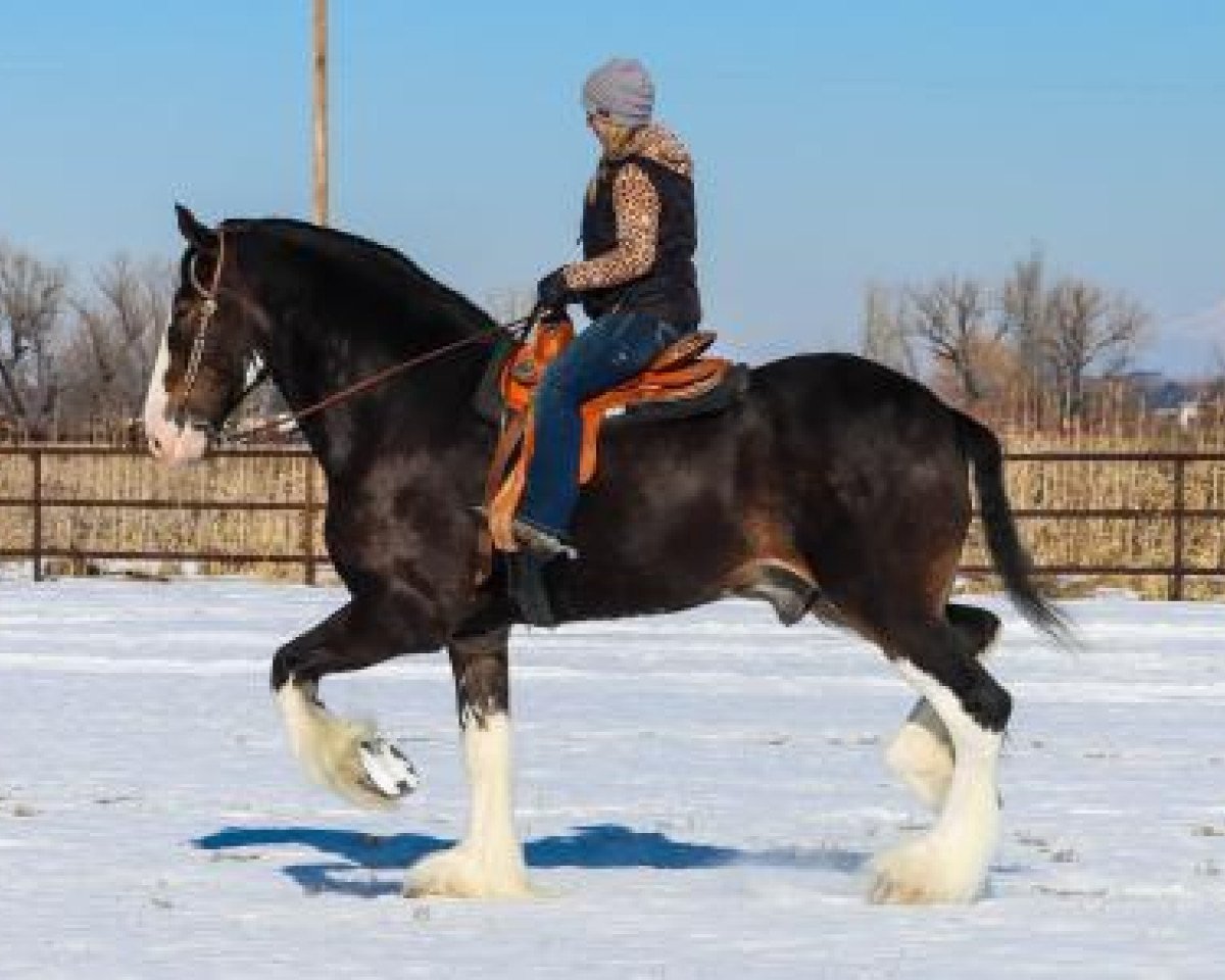 Koń Somewhere Cody's Tucker (Clydesdale, 2015, od Somewhere Yankee's Cody)