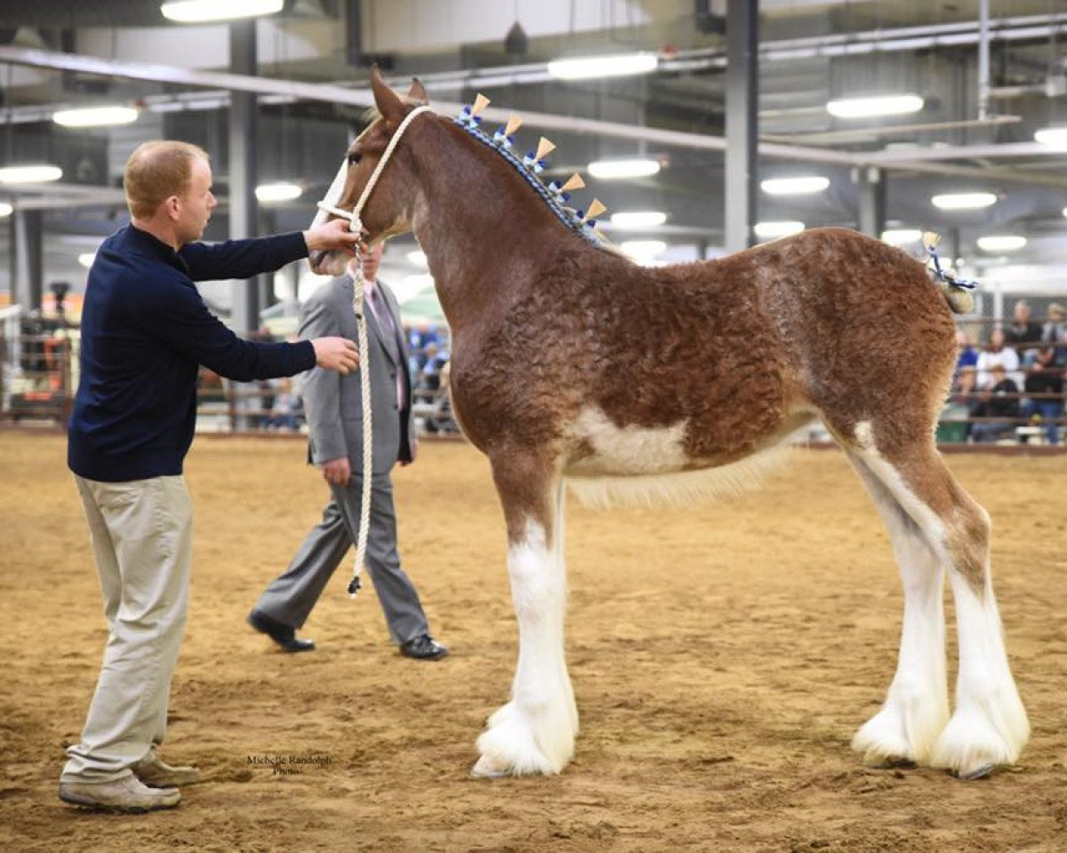 broodmare Willow Way Sequel (Clydesdale, 2018, from Willow Way Firestone)