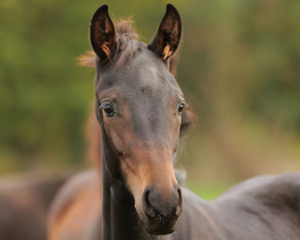 Pferd Bon Que Bella (Westfale, 2022, von Bon Courage 4)