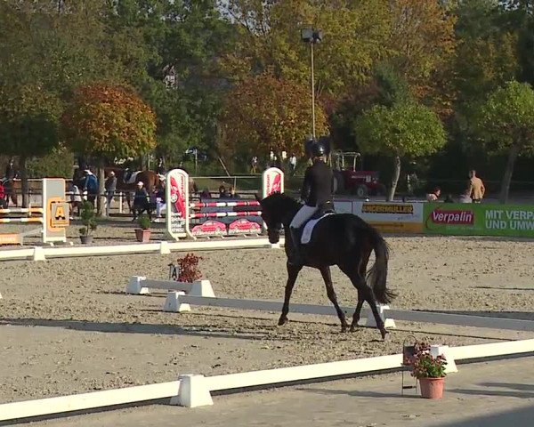 Reitturnier Frankenhof-Sonnefeld/Ofr. 2023