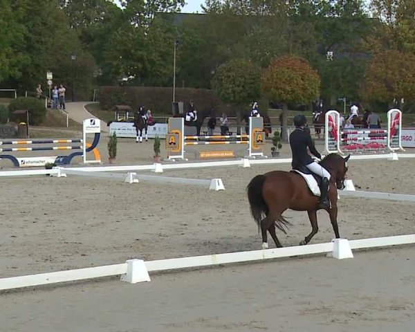 Reitturnier Frankenhof-Sonnefeld/Ofr. 2023