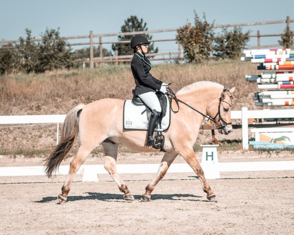 dressage horse Hermes d'Ober (Fjord Horse, 2017, from Torsetblakken)