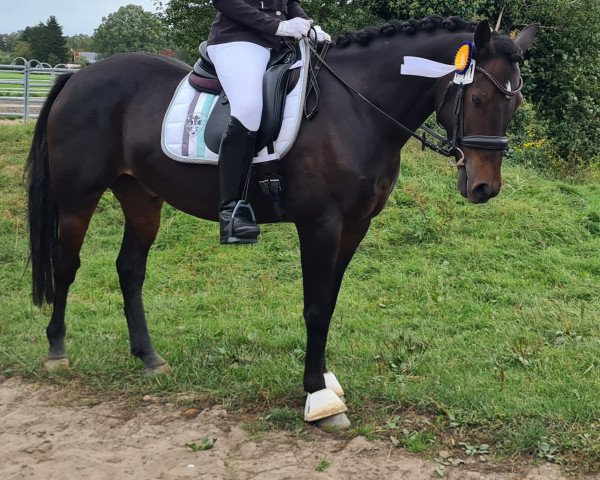 horse Vinnieh Puh (German Riding Pony, 2018, from Vincent)