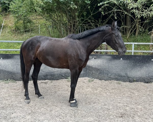jumper Dione 14 (German Sport Horse, 2019, from Durello)